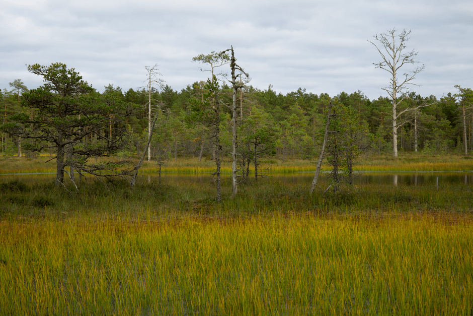 Nature reserve to double in size, thanks to gift · Photo by Lauri Poldre on Pexels