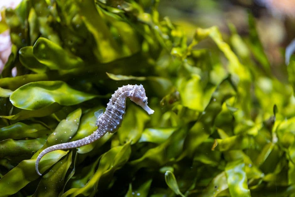 ‘Incredibly encouraging’: healing the scars of traditional anchors in Dorset’s seagrass meadows · Photo by Robert Schwarz on Pexels