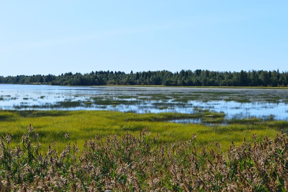 Skylarks and sandwich terns among new birdies on reserve created from ‘boring old golf course’ · Photo by Maris Uuetoa on Pexels