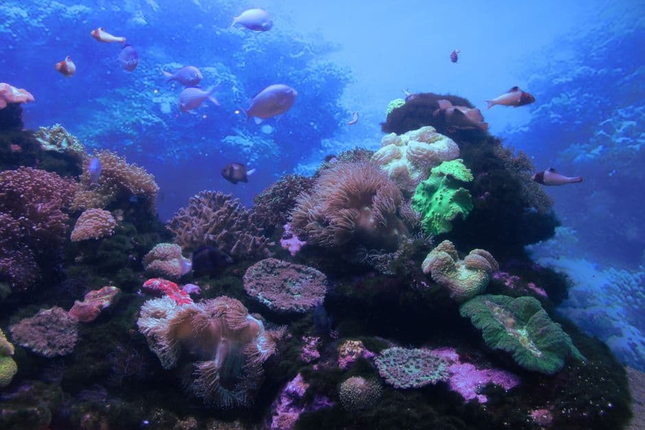 Australia ratifies the High Seas Treaty · Photo by Ian van der Linde on Pexels