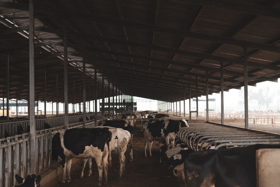 UK’s largest dairy farms face calls for tighter environmental controls · Photo by Los Muertos Crew on Pexels