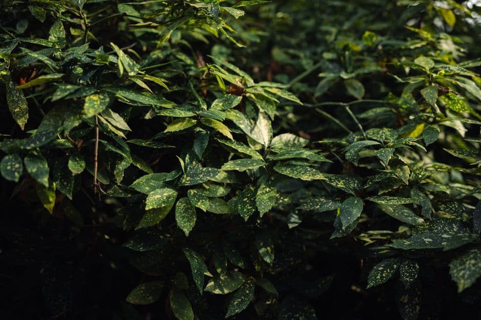 Nature spaces 'need to be next to where people live' · Photo by Grigoriy Konsevich on Pexels