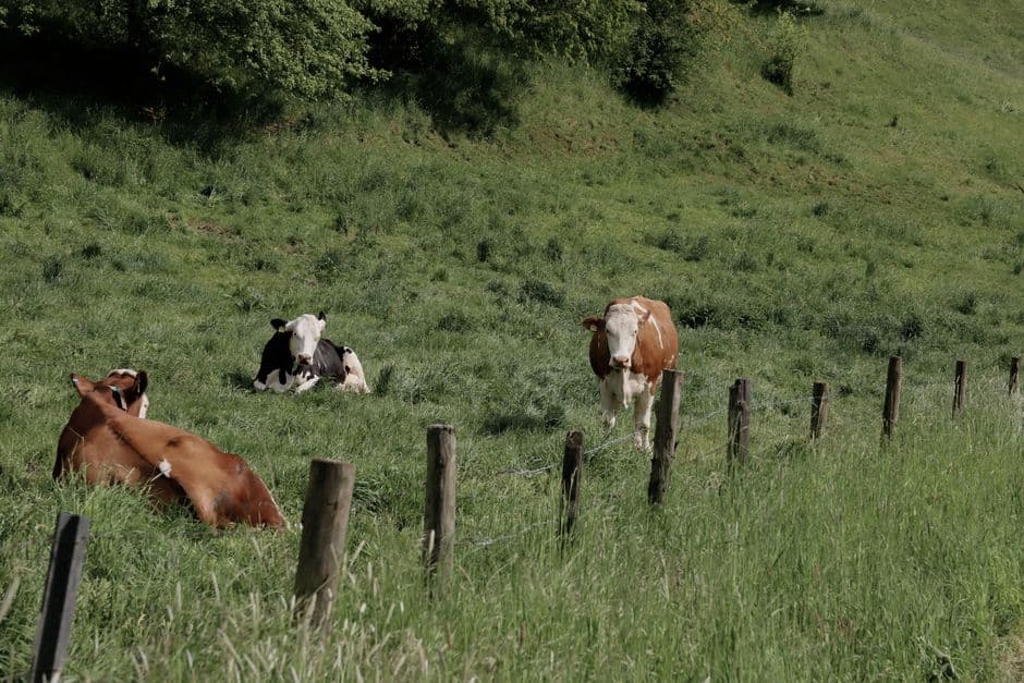 ‘You can taste the land’: the Somerset farmer bringing wildflowers back to cheddar · Photo by Christina & Peter on Pexels