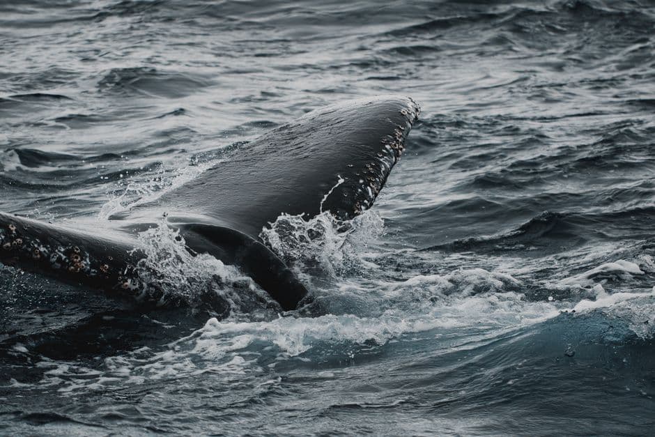 Whales on Australia’s ‘humpback highway’ are at growing risk of injury from boat and propellor strikes · Photo by James Lee on Pexels