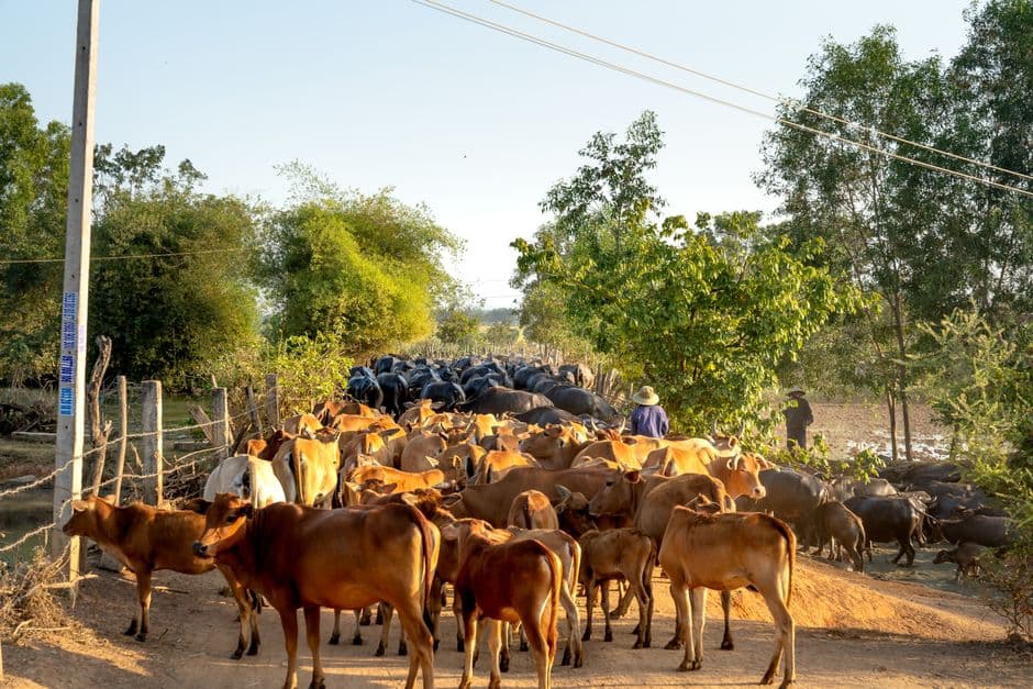 Country diary: A TB scare is still hanging over the farm | Andrea Meanwell · Photo by Quang Nguyen Vinh on Pexels
