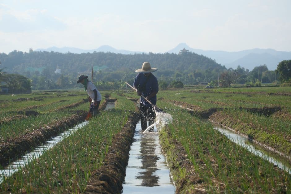 ‘Water yes, mining no!’: the 87-year-old farmer who became a nature hero in Colombia · Photo by Pete Miller Portraits on Pexels