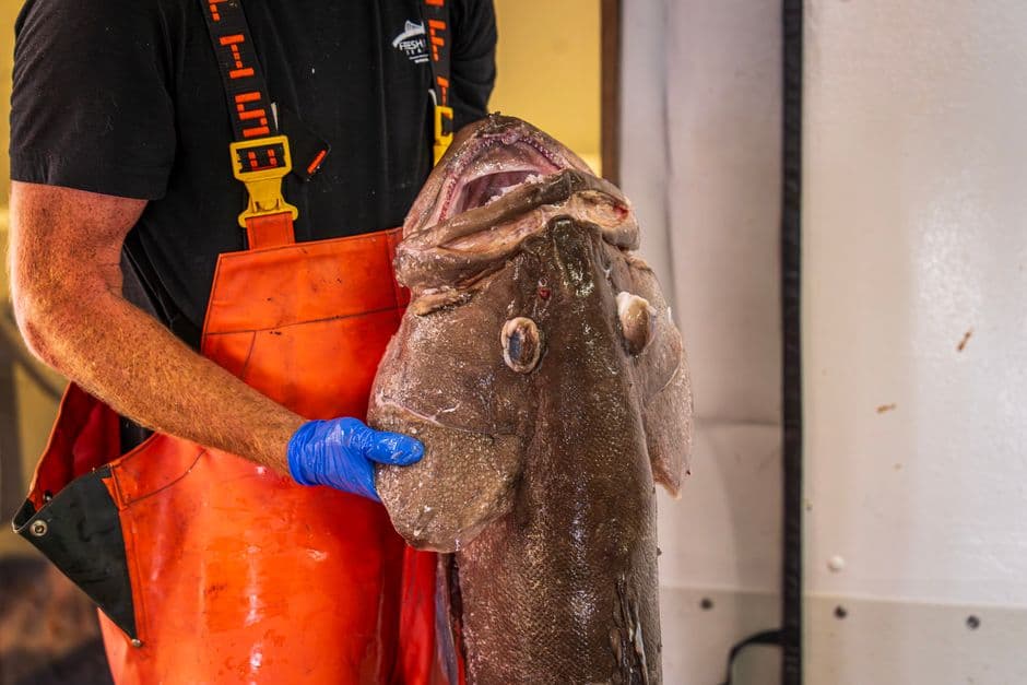 To cull or not to cull: Greenland debates fate of world’s slowest shark · Photo by Mark Stebnicki on Pexels