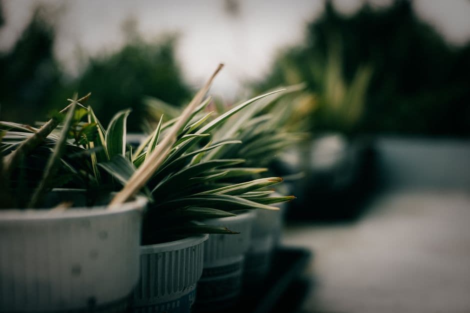 More than 1,200 Colorado students have earned a climate ‘seal’: ‘We’re the ones growing up in this world’ · Photo by John Ivan Cocjin on Pexels