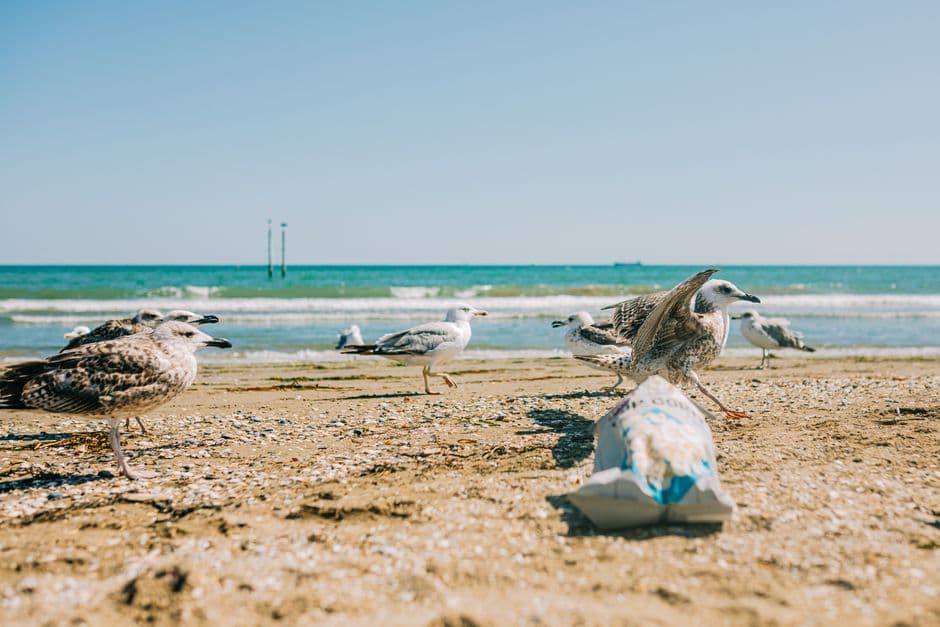 Tests carried out on seabirds after nurdle spill · Photo by Helena Jankovičová Kováčová on Pexels