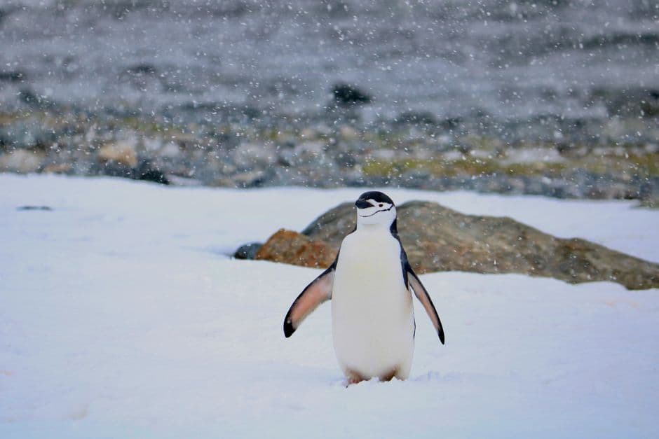 World’s largest penguin colony suffers ‘enormous population crash’ · Photo by Nacho Canepa on Pexels