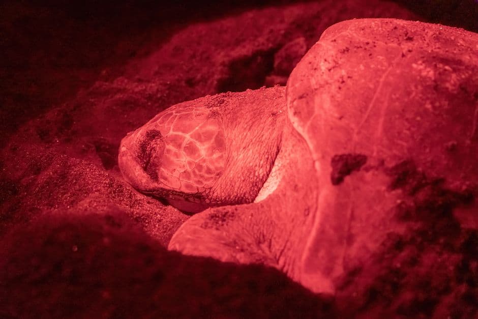 Tourism expansion v turtle nests: the dispute dividing communities in one Tobago resort · Photo by Karlus Morales on Pexels