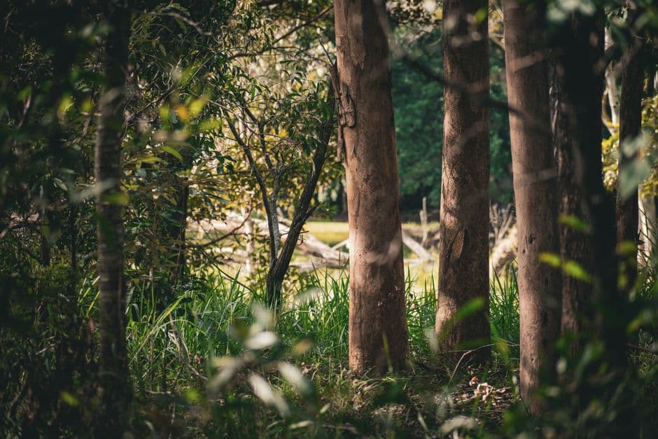 Still wielding a chainsaw at 85: the Australians restoring nature in retirement · Photo by Tane Winiana on Pexels
