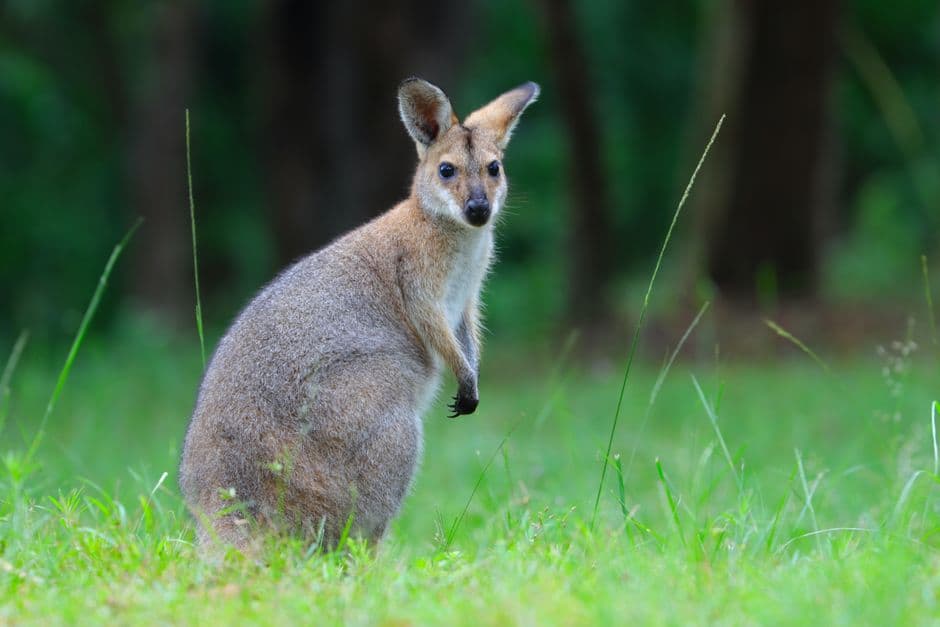 ‘We cannot accept foxes as part of our landscape’: the plan to save Australia’s threatened wildlife · Photo by Anthony's images on Pexels
