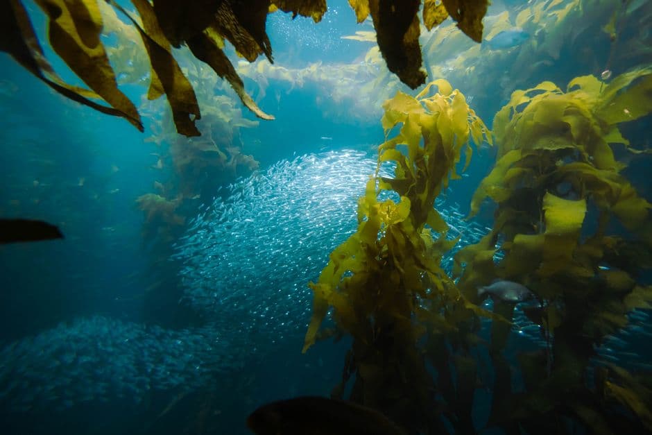 Scientists deploy a 24-armed secret weapon to save California’s kelp forests · Photo by isaac mijangos on Pexels