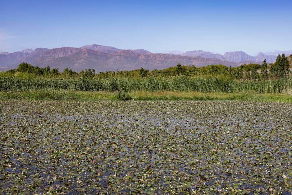 Finance Earth, FSD Africa Launch $100 Million Fund to Back Nature-Based Carbon Projects · Photo by Magda Ehlers on Pexels