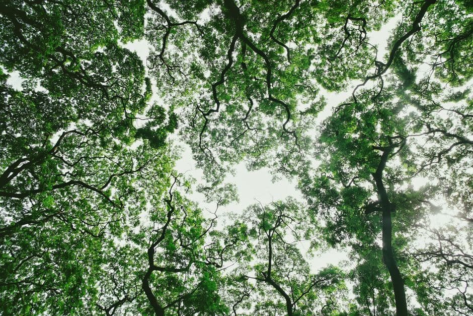 TNFD Releases Major Update to Guidance Supporting Corporate Nature-Related Reporting · Photo by Mico Medel on Pexels