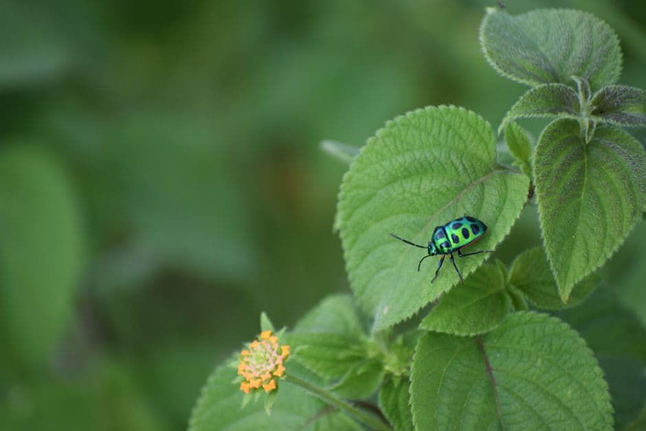 COP17: Governments urged to accelerate action on 2030 nature goals · Photo by Saifee Art on Pexels