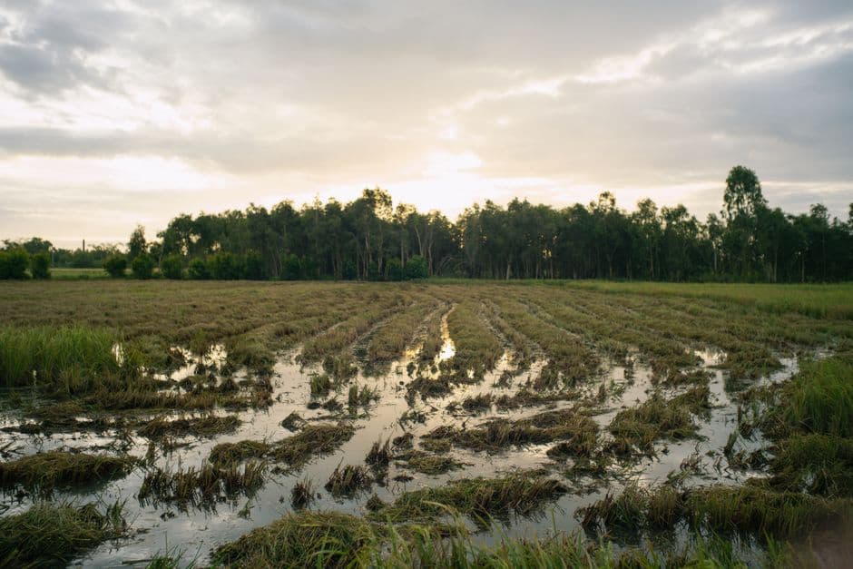 Slowing the flow: Why flood resilience is becoming nature’s first investable asset · Photo by Long Bà Mùi on Pexels