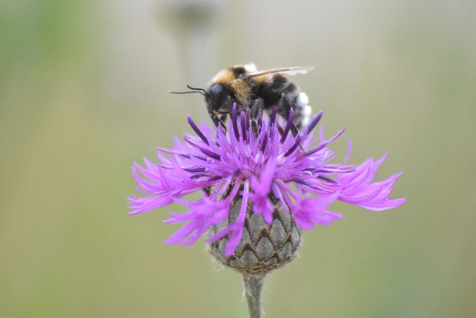 Honeybees are barging aside wild pollinators in hunt for pollen and nectar, study finds · Photo by Julien Wittenberg on Pexels