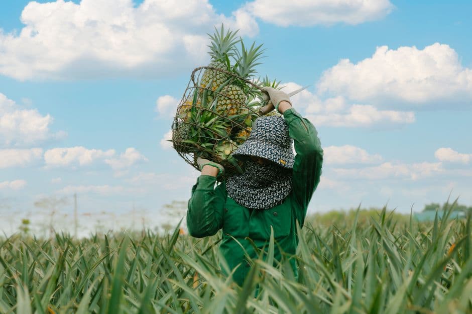 US workers facing deadly heat borrow from tomato pickers to win key protections · Photo by HONG SON on Pexels