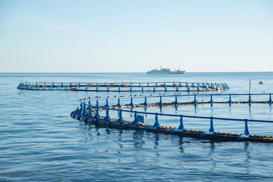 The fire retardant in the seafood chain · Photo by Jimmy Ramírez on Pexels