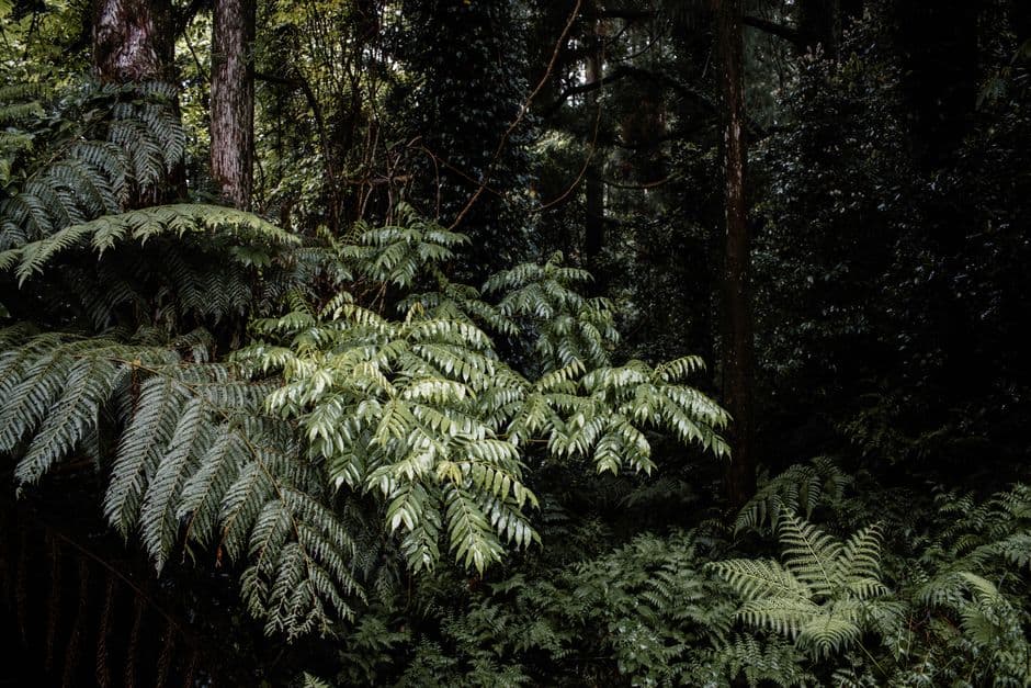 Cop17 at a glance: everything you need to know about the UN’s nature summit · Photo by Karolina on Pexels