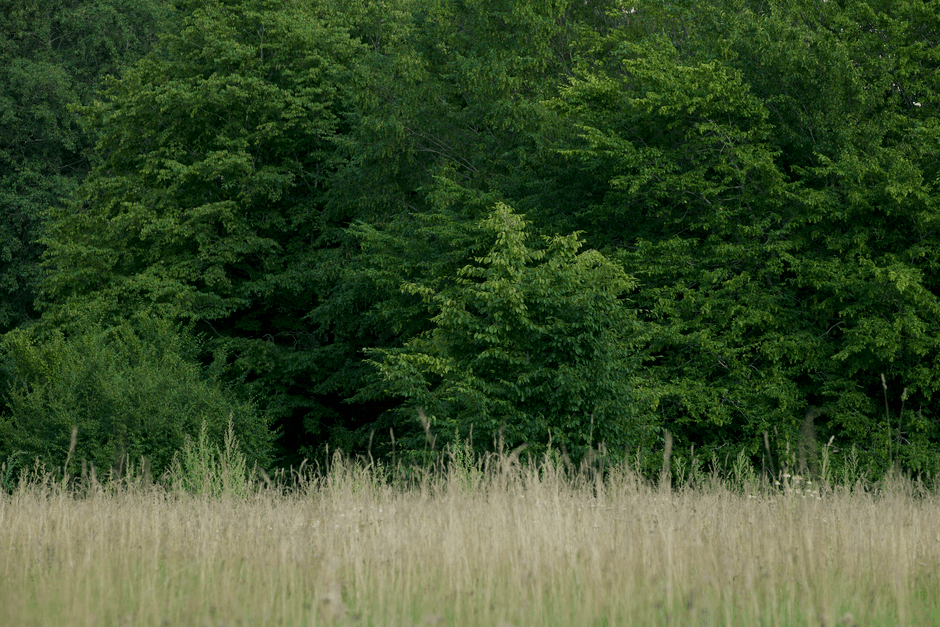 Estate records 'abundance' of wildlife despite drought · Photo by Lauri Poldre on Pexels