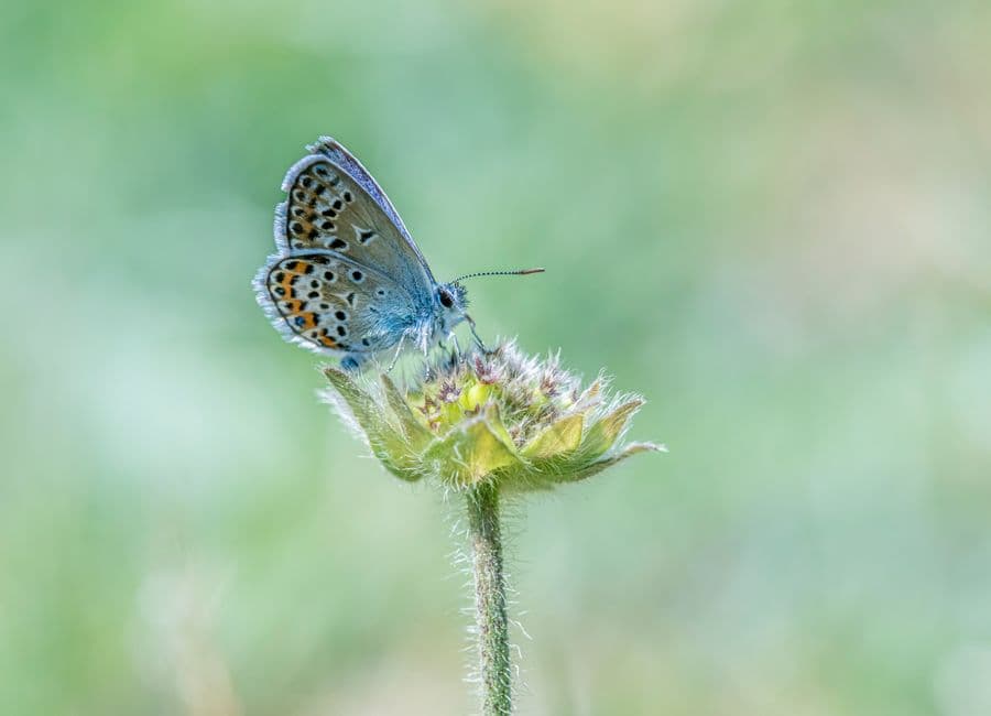‘This isn’t greenwashing’: thousands of butterflies surprise experts on restored West Sussex farmland · Photo by Erik Karits on Pexels