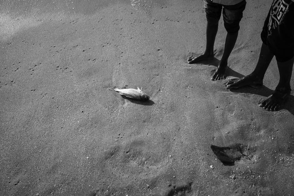Marine life in Gulf of Mexico has still not fully recovered from 2010 BP oil spill · Photo by Naveen Kumar on Pexels