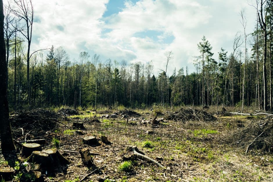 ‘Pure arrogance’: anger in Finland as Google illegally fells 250,000 trees for datacentre · Photo by Denys Mikhalevych on Pexels