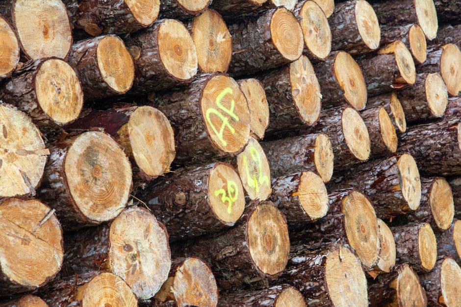 Ikea accused of harmful wood sourcing in Europe’s forests · Photo by Jan van der Wolf on Pexels