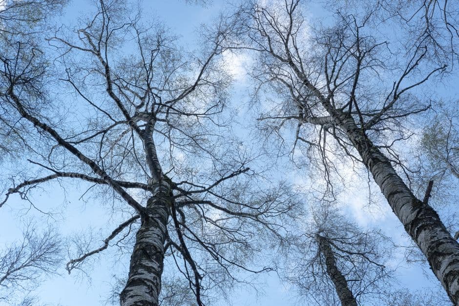 ‘False autumn’: stressed trees drop leaves early after scorching English summer · Photo by Anastasia Prideina on Pexels