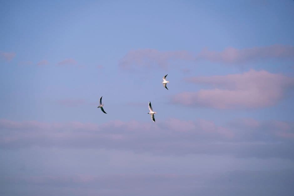 Lights out: the island that goes dark to save young seabirds – in pictures · Photo by kf zhou on Pexels