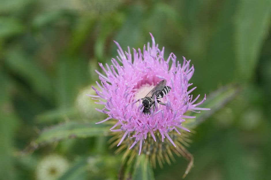 Mini-gardens for bees on bus stop roofs approved · Photo by Eve R on Pexels
